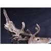 Image 2 : Trophy Fallow Deer Shoulder Mount This is a rare n