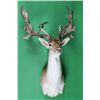 Image 3 : Trophy Fallow Deer Shoulder Mount This is a rare n