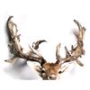 Image 9 : Trophy Fallow Deer Shoulder Mount This is a rare n