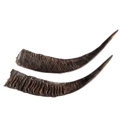 Australian Water Buffalo Horns This is a set of or