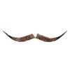Image 2 : Australian Water Buffalo Horns This is a set of or
