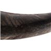 Image 4 : Australian Water Buffalo Horns This is a set of or