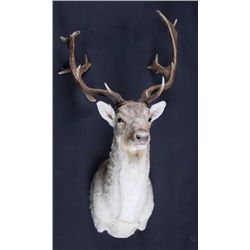 Fallow Deer Shoulder Mount This is a large Fallow