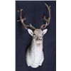 Image 1 : Fallow Deer Shoulder Mount This is a large Fallow