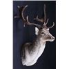 Image 2 : Fallow Deer Shoulder Mount This is a large Fallow