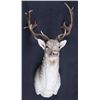 Image 3 : Fallow Deer Shoulder Mount This is a large Fallow