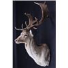 Image 4 : Fallow Deer Shoulder Mount This is a large Fallow
