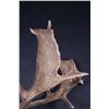 Image 5 : Fallow Deer Shoulder Mount This is a large Fallow