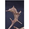 Image 6 : Fallow Deer Shoulder Mount This is a large Fallow