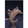 Image 7 : Fallow Deer Shoulder Mount This is a large Fallow