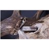 Image 8 : Fallow Deer Shoulder Mount This is a large Fallow