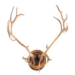 Alaskan Caribou European Mount This is a large set