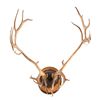 Image 1 : Alaskan Caribou European Mount This is a large set
