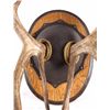 Image 2 : Alaskan Caribou European Mount This is a large set