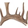 Image 5 : Alaskan Caribou European Mount This is a large set