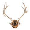 Image 6 : Alaskan Caribou European Mount This is a large set