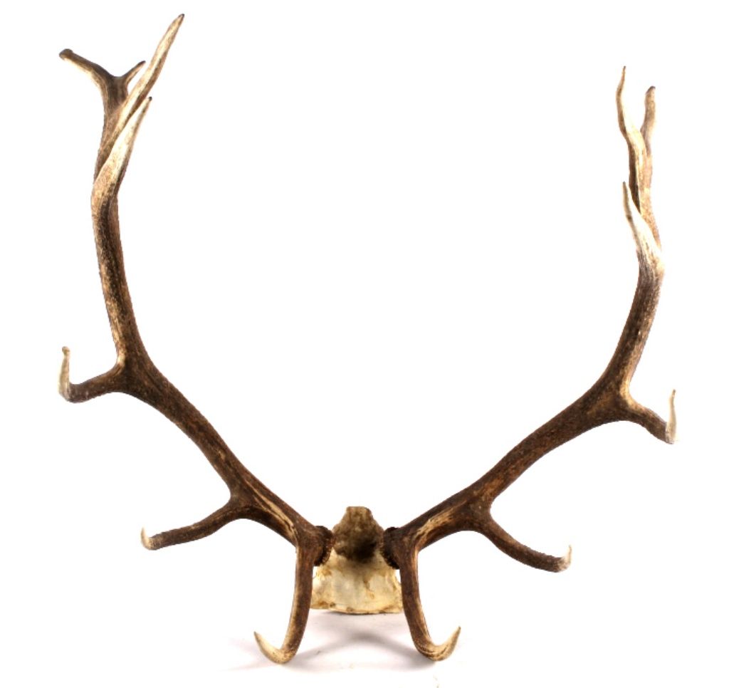 Large Elk Rack Montana Large Elk Rack The lot features a set of l