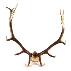 Montana Large Elk Rack The lot features a set of l
