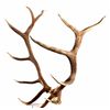 Image 3 : Montana Large Elk Rack The lot features a set of l