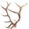 Image 4 : Montana Large Elk Rack The lot features a set of l