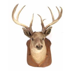Montana Large White Tail Deer Shoulder Mount This