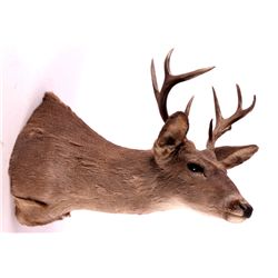 Coues Whitetail Deer Mount This is a Coues whiteta