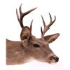 Image 2 : Coues Whitetail Deer Mount This is a Coues whiteta