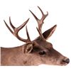 Image 3 : Coues Whitetail Deer Mount This is a Coues whiteta