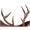 Image 4 : Coues Whitetail Deer Mount This is a Coues whiteta