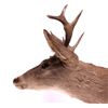 Image 6 : Coues Whitetail Deer Mount This is a Coues whiteta