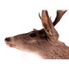 Image 7 : Coues Whitetail Deer Mount This is a Coues whiteta