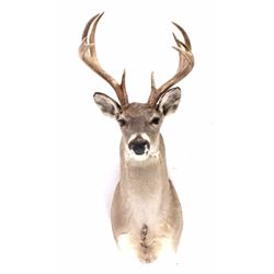 Montana Trophy White Tail Shoulder Mount This is a