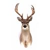 Image 2 : Montana Trophy White Tail Shoulder Mount This is a