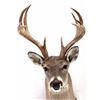 Image 3 : Montana Trophy White Tail Shoulder Mount This is a