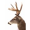 Image 4 : Montana Trophy White Tail Shoulder Mount This is a
