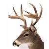 Image 5 : Montana Trophy White Tail Shoulder Mount This is a