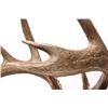 Image 6 : Montana Trophy White Tail Shoulder Mount This is a