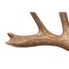 Image 7 : Montana Trophy White Tail Shoulder Mount This is a