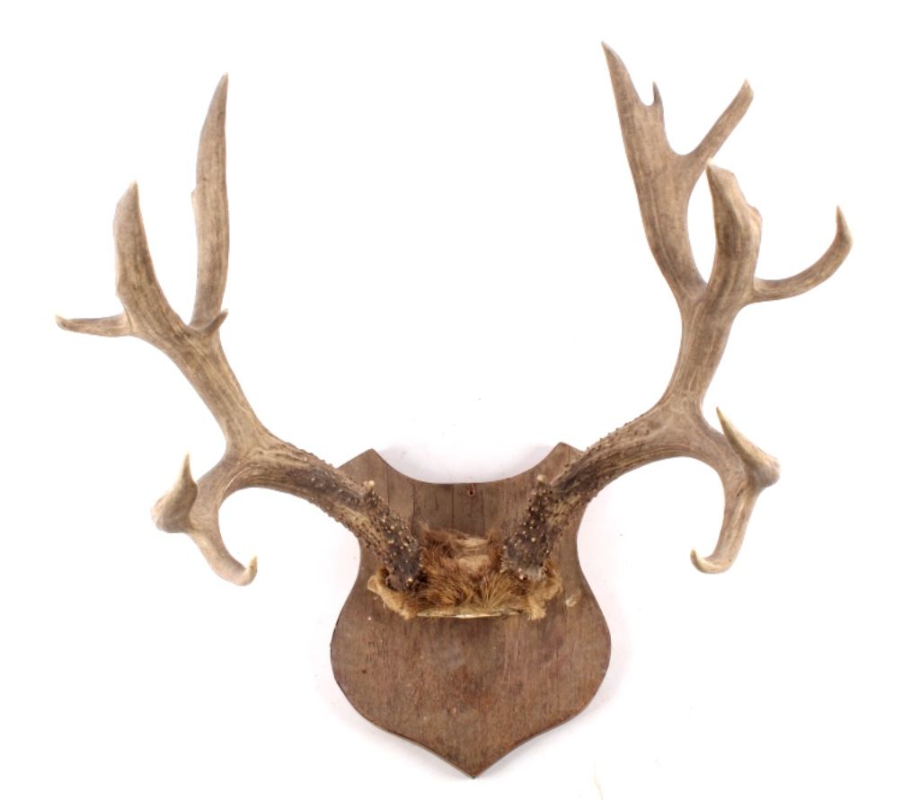 Large Mule Deer Antlers Gunnison, Colorado This is