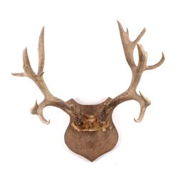 Large Mule Deer Antlers Gunnison, Colorado This is