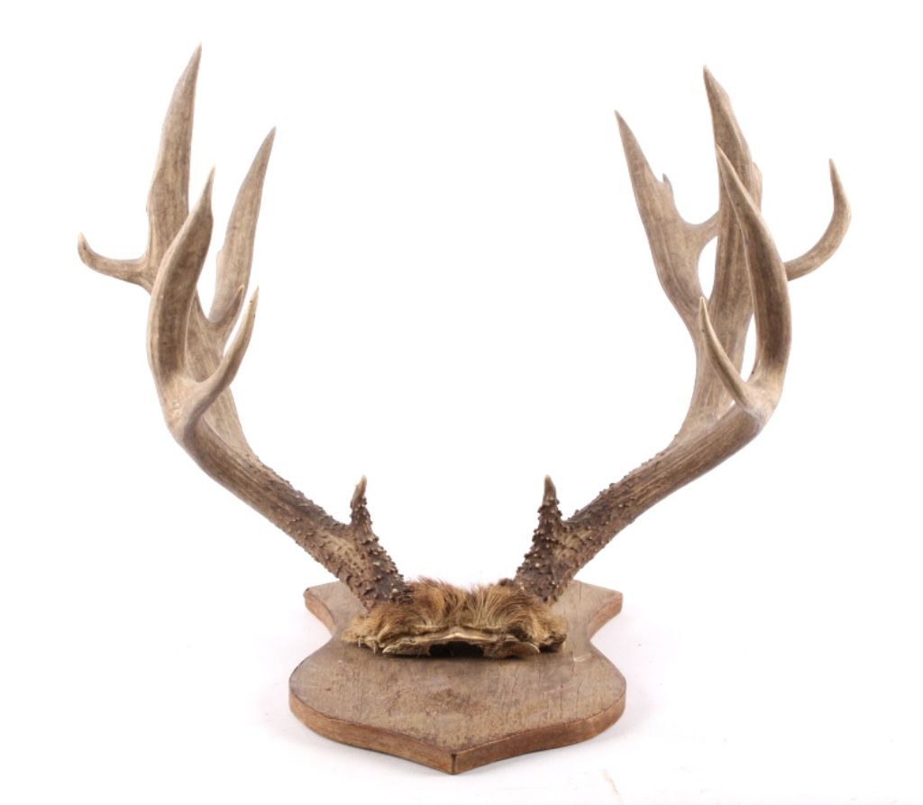 Large Mule Deer Antlers Gunnison, Colorado This is