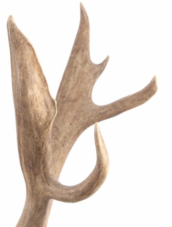 Large Mule Deer Antlers Gunnison, Colorado This is