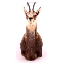 Chamois Antelope Mount This is a Chamois antelope