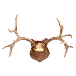 Large Mule Deer Antlers Gunnison, Colorado This is