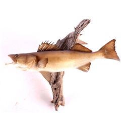 Walleye Mount This is a walleye mount. It was prep