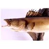 Image 2 : Walleye Mount This is a walleye mount. It was prep