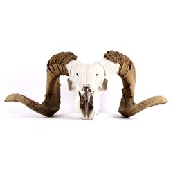 North American Bighorn Ram Horns This is a North A