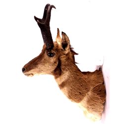 New Mexico Pronghorn Antelope Mount This is a pron