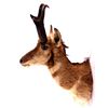 Image 1 : New Mexico Pronghorn Antelope Mount This is a pron