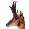 Image 2 : New Mexico Pronghorn Antelope Mount This is a pron